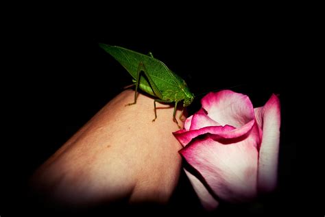 Phylliidae by thaddeusjude on DeviantArt