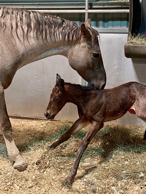 Foaling out: Easy as 1-2-3 – Equine Reproduction Laboratory