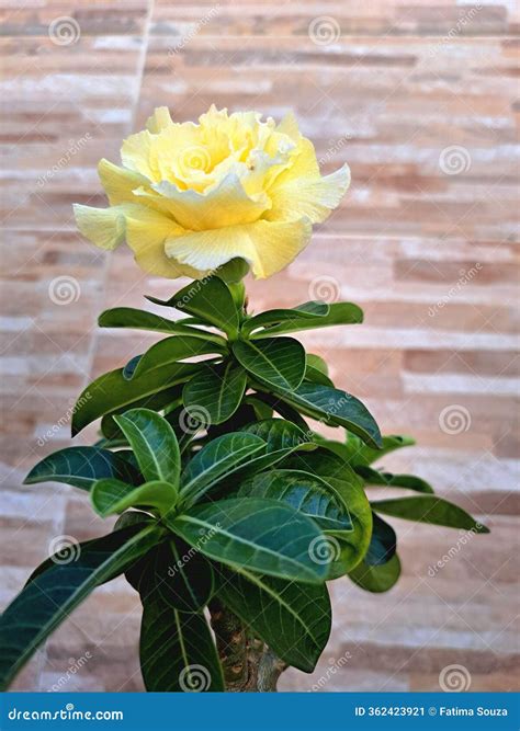 Yellow Desert Sand Diamond Crown Put Into Golden Sun Natural Hot Middle