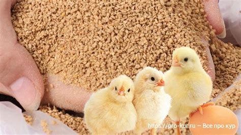 Кормление бройлерных цыплят после месяца – комбикорм для бройлеров и ...