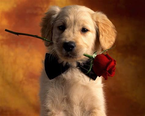 Download Beautiful Rose Flower Dog Picture | Wallpapers.com