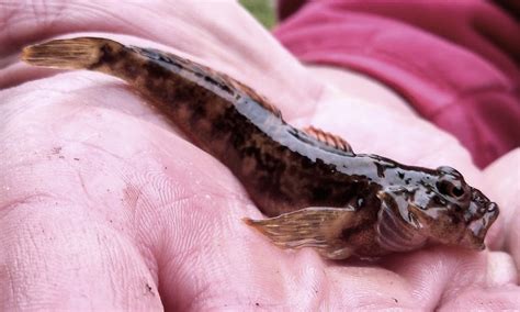 ben cantrells fish species blog slimy sculpin  species