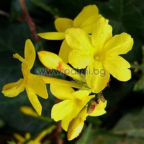 Jasminum nudiflorum, Студоустойчив Жасмин