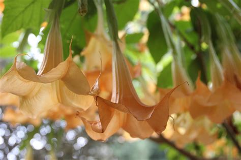 Datura Plant Herb - Free photo on Pixabay - Pixabay
