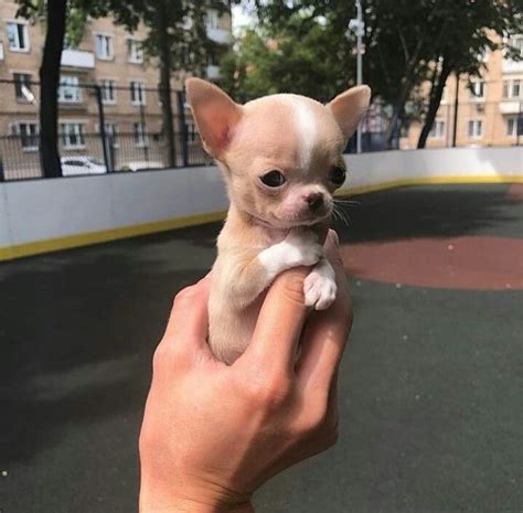 I 🖤 CHIHUAHUAS | Cute dogs, Chihuahua puppies, Teacup chihuahua puppies