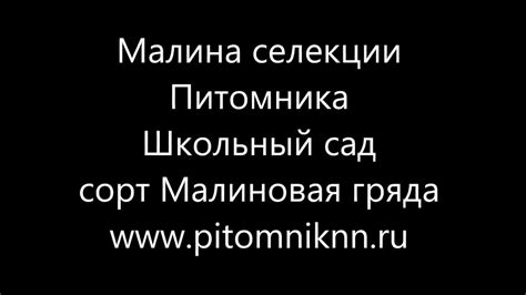 Малина сорт Малиновая гряда 2018г - YouTube