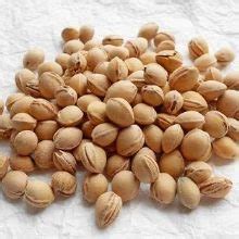 Коренова система на череша: каква е дълбочината на корена и как растат ...