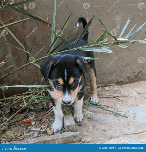 Two Week Old Cute Black Doggy Playing with Plants Stock Photo - Image