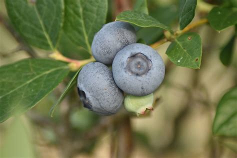 Hoe moet je blauwe bessen kweken? (2025) | Blauwe bessenstruik kweken
