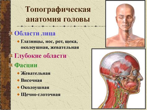 Топографическая анатомия - online presentation