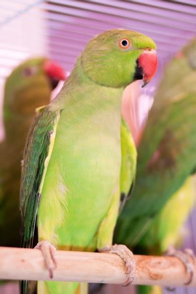 Ожереловый попугай. BirdShop