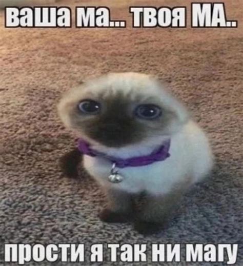 Я слишком хороший🧌 | Смешные мемы, Мемы, Котенок