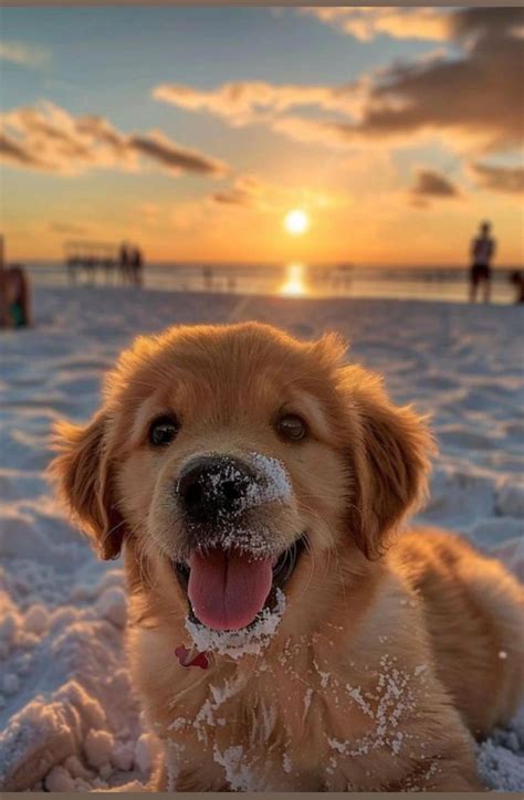 Pin by Rosanna on Cute creatures | Cute animals, Cute little puppies ...