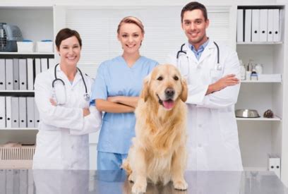 Royal Canin (Роял Канин) Ветеринарный корм для собак (диета) - купить в ...