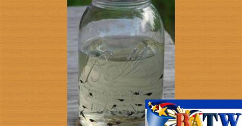 batangueno   world ulo ulo