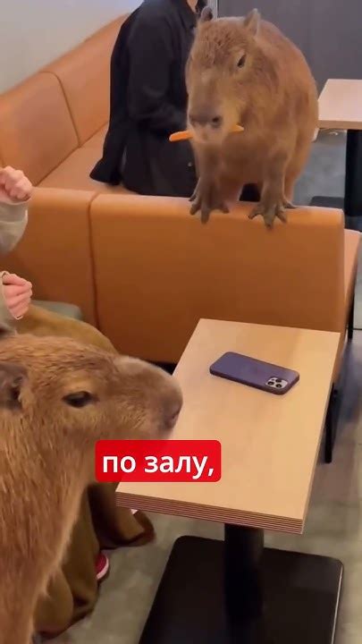 😂Японское Кафе с Капибарами #новости #новость #shorts - YouTube