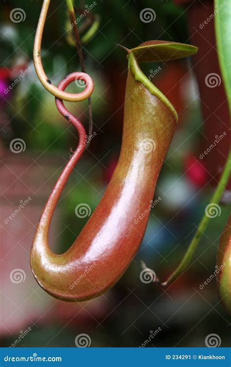 Nepenthes Stock Photo | CartoonDealer.com #112395474