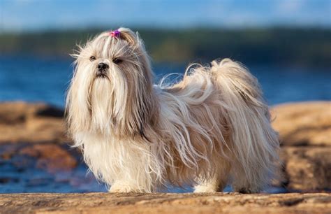 Raça De Cachorro Com P - Raça de Cachorro Peludo: Conheça as Top 20 | Pet Estimação