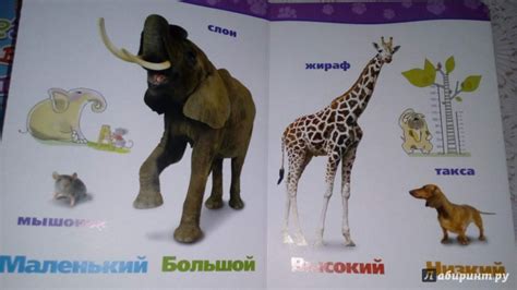 Книга: Противоположности - . Купить книгу, читать рецензии | Лабиринт
