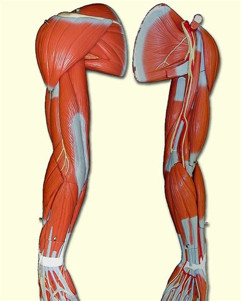 Arm Diagram | Quizlet