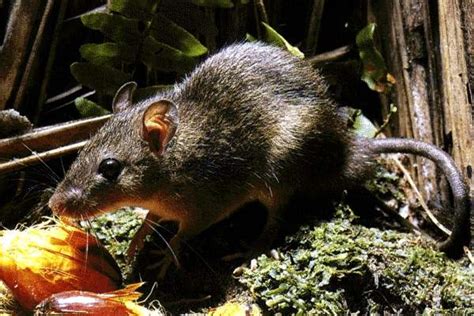Morfologi Tikus Sawah (Rattus argentiventer) | GambarBinatang.Com