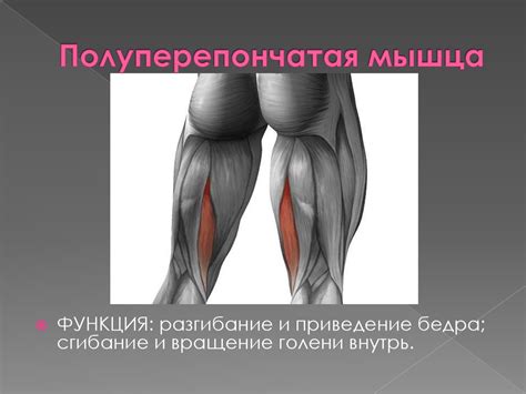 Миология. Мышцы. Классификация мышц - презентация онлайн