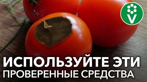ТОМАТЫ ЗАГНИВАЮТ? 3 рецепта, которые точно помогут! - YouTube