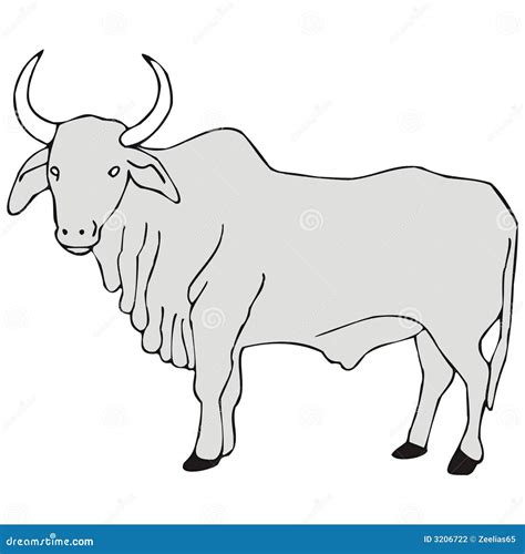 Zeboe vector illustratie. Illustration of indië, stier - 3206722