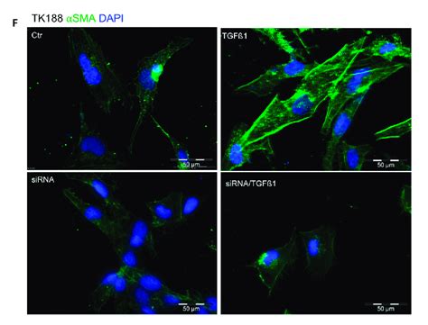 ppia downregulation resulted  significant alteration  ppia