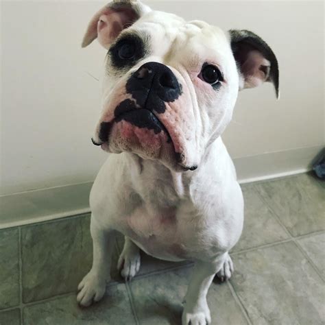 I can’t believe someone just gave this dog away : r/Bulldogs