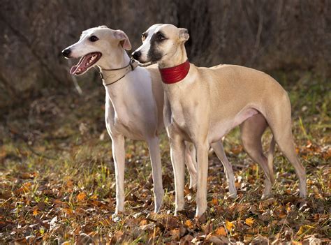 Whippet - Dog Breed Information & Characteristics - FurLyfe!