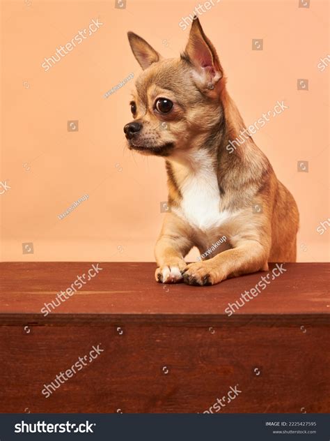 dog face swelling 9