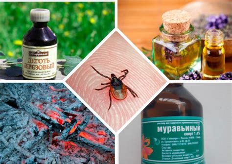 Средство от клещей для людей: наиболее эффективные акарицидные ...