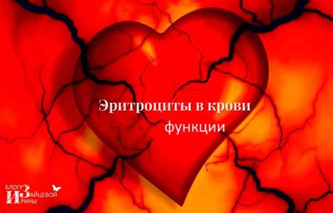 Эритроциты в крови. Норма. Повышенные эритроциты