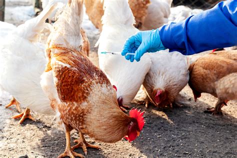 Poland records largest-ever bird flu outbreak | The Poultry Site