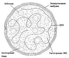 Морфология микоплазм