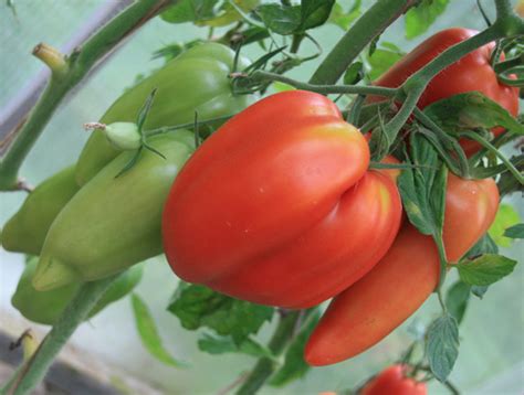 Tomato variety Cornabel (F1): photos, reviews, descriptions ...