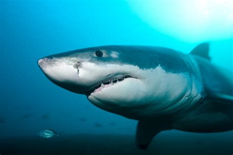 Here's Why Sharks Are Cool | Data Mine | US News