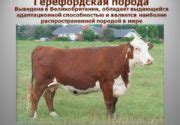 Аквитанская порода коров: описание и уход за КРС