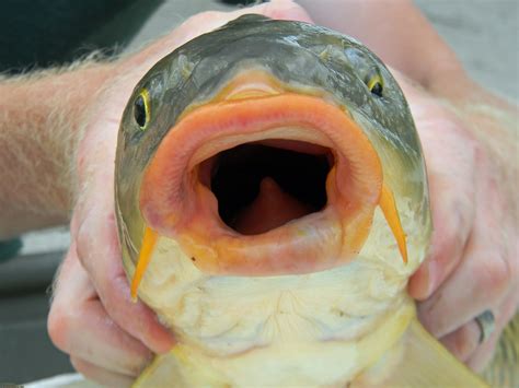 Flashlights? R U 4 Real? :: Fishing Planet General Discussions
