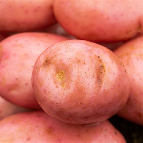 Sarpo Mira Seed Potatoes