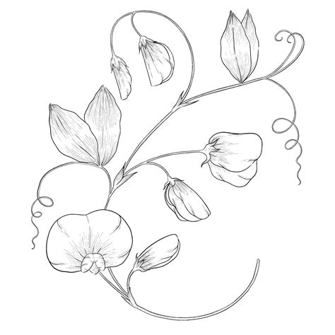 Sweet Pea Illustration
