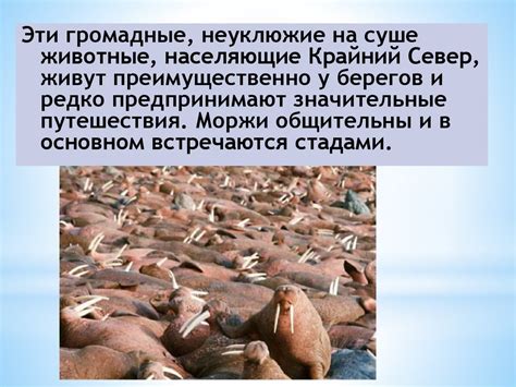 Морж - презентация онлайн