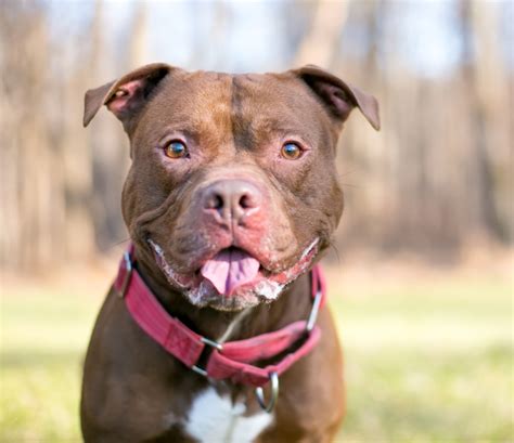 XL Bully type breeds: Preparing for the new legislation and update to ...