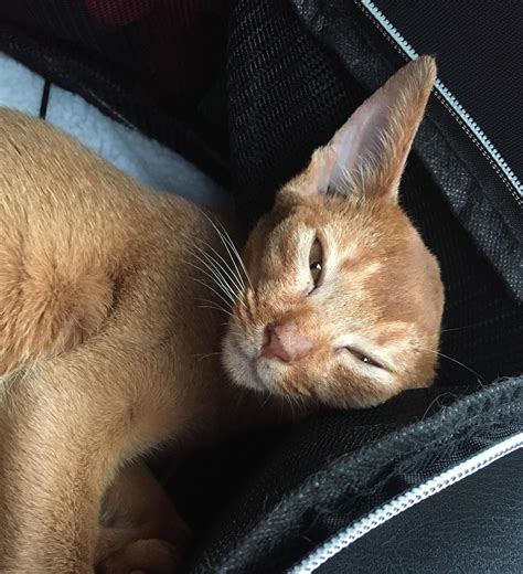 Navi the abby cat says. Go ahead..boop this nose...I dare ya! : r