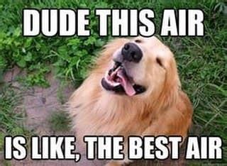 50+ Funniest Golden Retriever Memes