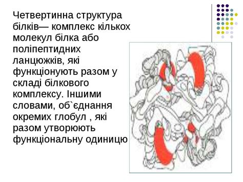Білки - презентація з медицини