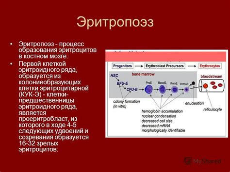 Презентация на тему: "ОСНОВНЫЕ ПРИНЦИПЫ ДИАГНОСТИКИ АНЕМИЙ. Эритропоэз ...