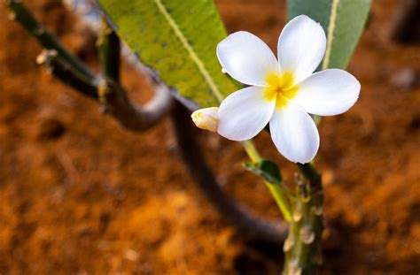 Frangipani Flower Plant White - Free photo on Pixabay - Pixabay