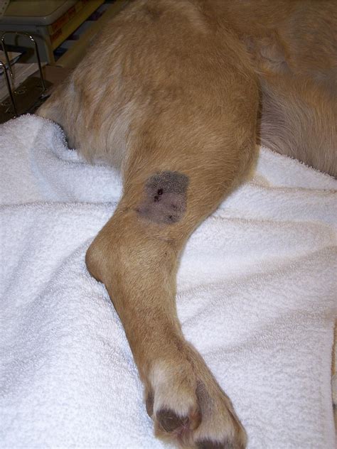 snake bite on cat pictures 8